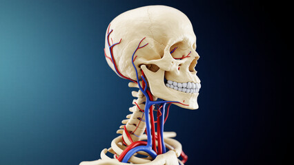 3D model of the human spine