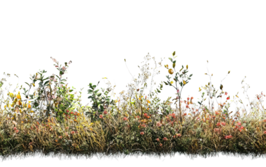 Hedgerow on transparent or white background,png