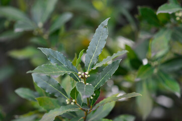 hojas de laurel en el árbol listas para recoger y cocinar	