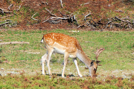 un ciervo rojo o venado salvaje en la naturaleza