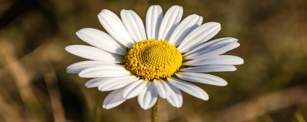 Fototapeta premium Close-Up of a Daisy Flower with White Petals and Yellow Center in Nature