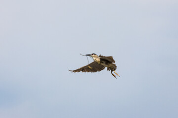 Black Crowned Night Heron bird flying with wings spread in Penang Malaysia