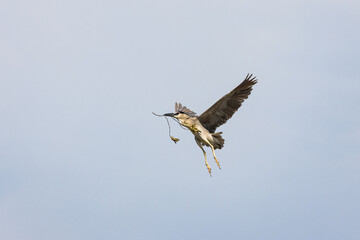 Black Crowned Night Heron bird flying with wings spread in Penang Malaysia