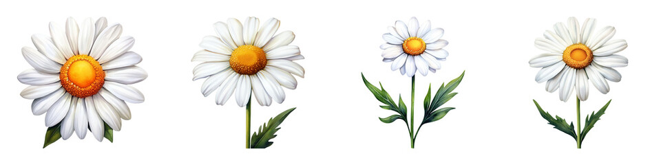 Delicate White Daisy With Golden Yellow Center and Green Leaves