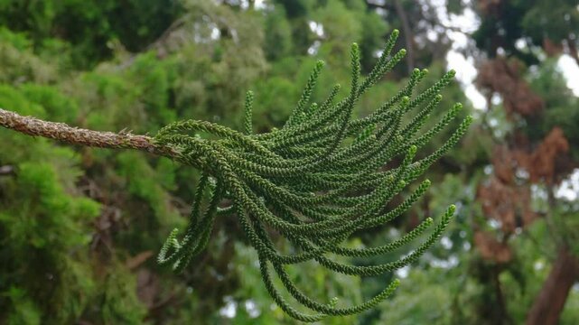 Close Up footage of an leave in the wind. A tall New Zealand timber tree. Dacrydium cupressinum