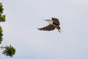 Black Crowned Night Heron bird flying with wings spread in Penang Malaysia