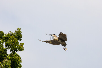 Black Crowned Night Heron bird flying with wings spread in Penang Malaysia