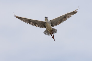 Black Crowned Night Heron bird flying with wings spread in Penang Malaysia