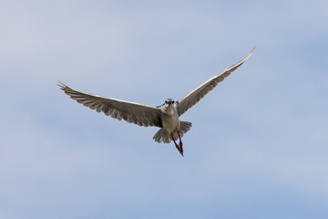 Black Crowned Night Heron bird flying with wings spread in Penang Malaysia