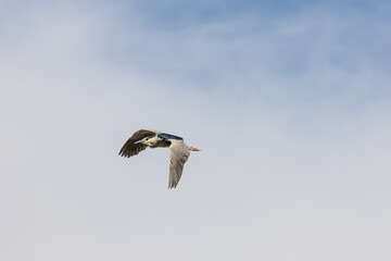 Black Crowned Night Heron bird flying with wings spread in Penang Malaysia