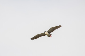 Black Crowned Night Heron bird flying with wings spread in Penang Malaysia