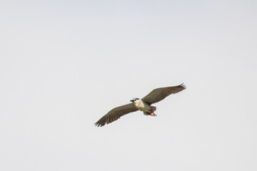 Obraz premium Black Crowned Night Heron bird flying with wings spread in Penang Malaysia