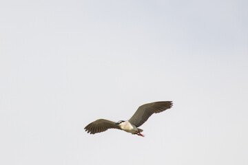 Black Crowned Night Heron bird flying with wings spread in Penang Malaysia