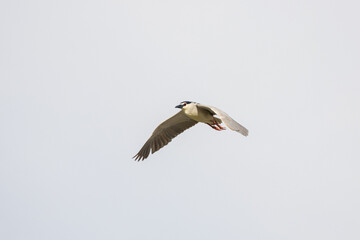 Black Crowned Night Heron bird flying with wings spread in Penang Malaysia