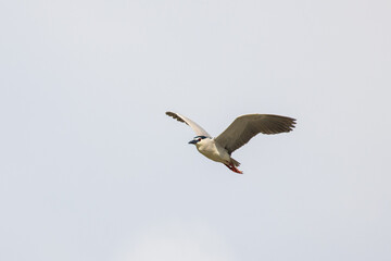 Black Crowned Night Heron bird flying with wings spread in Penang Malaysia