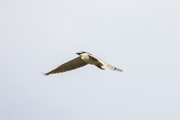 Black Crowned Night Heron bird flying with wings spread in Penang Malaysia