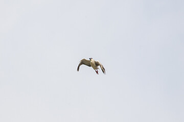 Black Crowned Night Heron bird flying with wings spread in Penang Malaysia