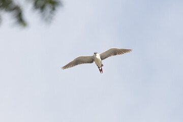Black Crowned Night Heron bird flying with wings spread in Penang Malaysia