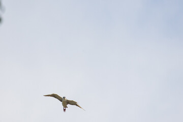 Black Crowned Night Heron bird flying with wings spread in Penang Malaysia