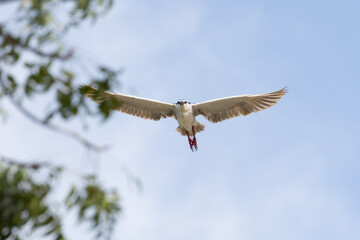 Black Crowned Night Heron bird flying with wings spread in Penang Malaysia