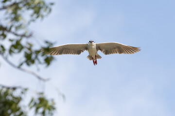 Black Crowned Night Heron bird flying with wings spread in Penang Malaysia