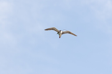 Black Crowned Night Heron bird flying with wings spread in Penang Malaysia