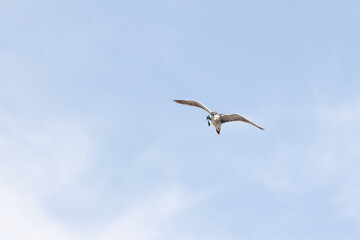 Black Crowned Night Heron bird flying with wings spread in Penang Malaysia