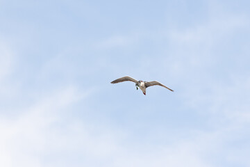 Black Crowned Night Heron bird flying with wings spread in Penang Malaysia