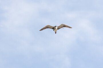 Black Crowned Night Heron bird flying with wings spread in Penang Malaysia