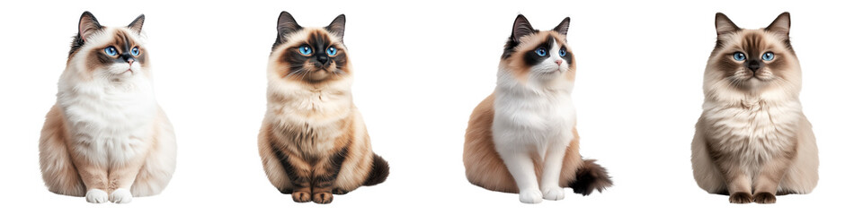 Obraz premium Gentle Fluffy Ragdoll Cats in Watercolor Style with Soft Textures
