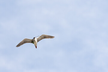 Black Crowned Night Heron bird flying with wings spread in Penang Malaysia