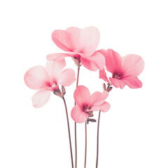 Vibrant Blooming Cyclamen Plant with Soft Pink Flowers Isolated on Transparent Background