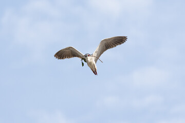 Black Crowned Night Heron bird flying with wings spread in Penang Malaysia