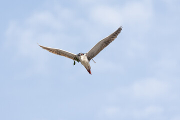Black Crowned Night Heron bird flying with wings spread in Penang Malaysia