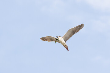 Black Crowned Night Heron bird flying with wings spread in Penang Malaysia