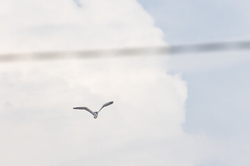 Black Crowned Night Heron bird flying with wings spread in Penang Malaysia