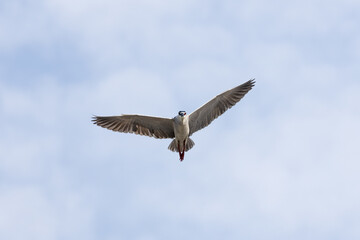 Black Crowned Night Heron bird flying with wings spread in Penang Malaysia