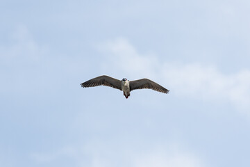 Black Crowned Night Heron bird flying with wings spread in Penang Malaysia