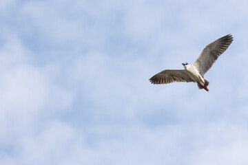 Obraz premium Black Crowned Night Heron bird flying with wings spread in Penang Malaysia