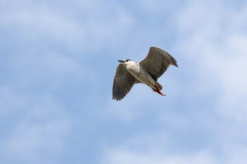 Black Crowned Night Heron bird flying with wings spread in Penang Malaysia