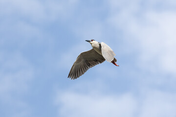 Fototapeta premium Black Crowned Night Heron bird flying with wings spread in Penang Malaysia