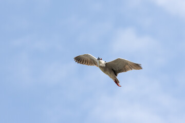 Black Crowned Night Heron bird flying with wings spread in Penang Malaysia