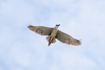 Black Crowned Night Heron bird flying with wings spread in Penang Malaysia