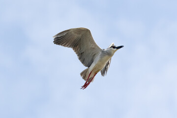 Obraz premium Black Crowned Night Heron bird flying with wings spread in Penang Malaysia