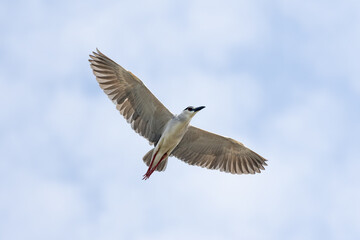 Black Crowned Night Heron bird flying with wings spread in Penang Malaysia