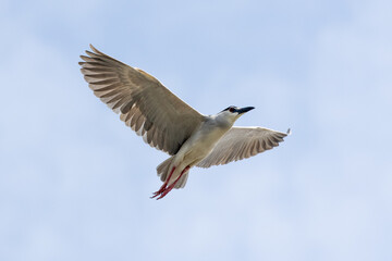 Obraz premium Black Crowned Night Heron bird flying with wings spread in Penang Malaysia