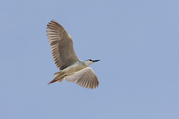 Fototapeta premium Black Crowned Night Heron bird flying with wings spread in Penang Malaysia