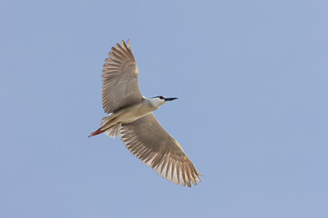Black Crowned Night Heron bird flying with wings spread in Penang Malaysia