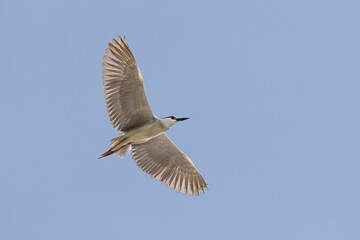 Black Crowned Night Heron bird flying with wings spread in Penang Malaysia