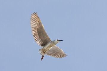 Black Crowned Night Heron bird flying with wings spread in Penang Malaysia